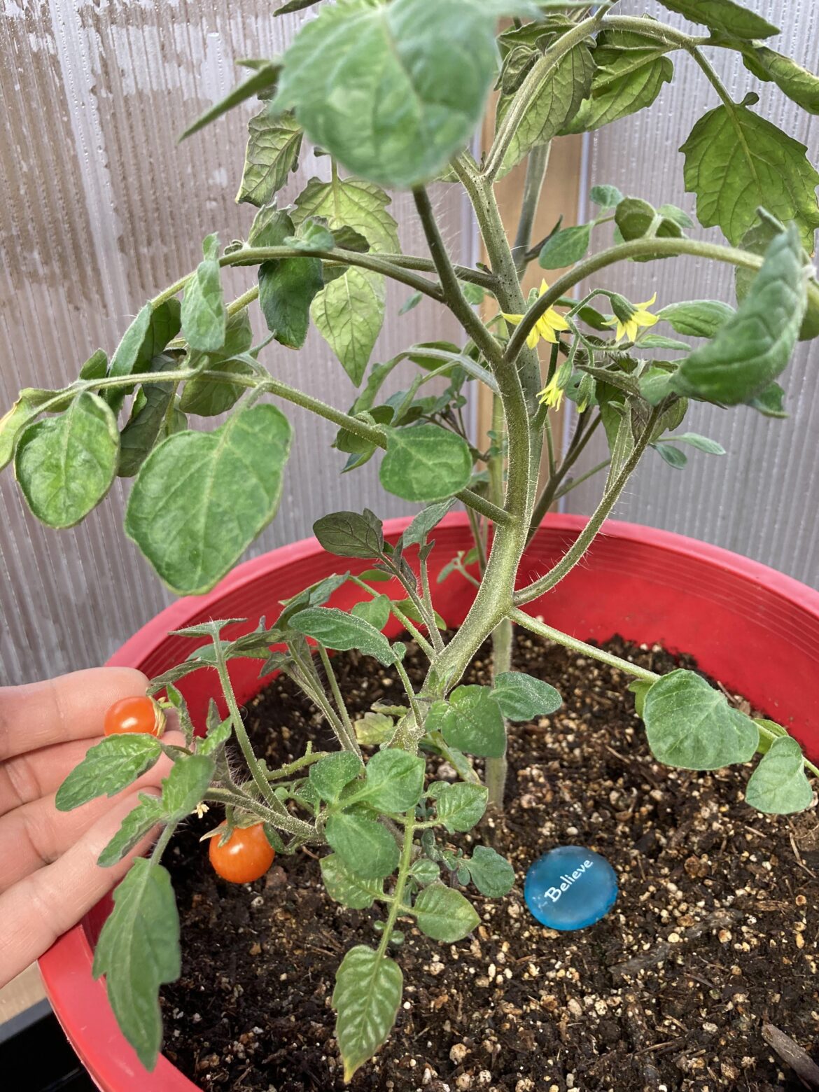 Solstice Tomato’s