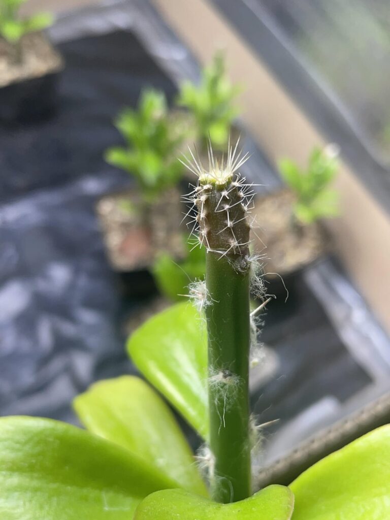 T. pachanoi grafts. Fascinating how they instantly convert to adult features(spines, ribs, etc.) once they are grafted