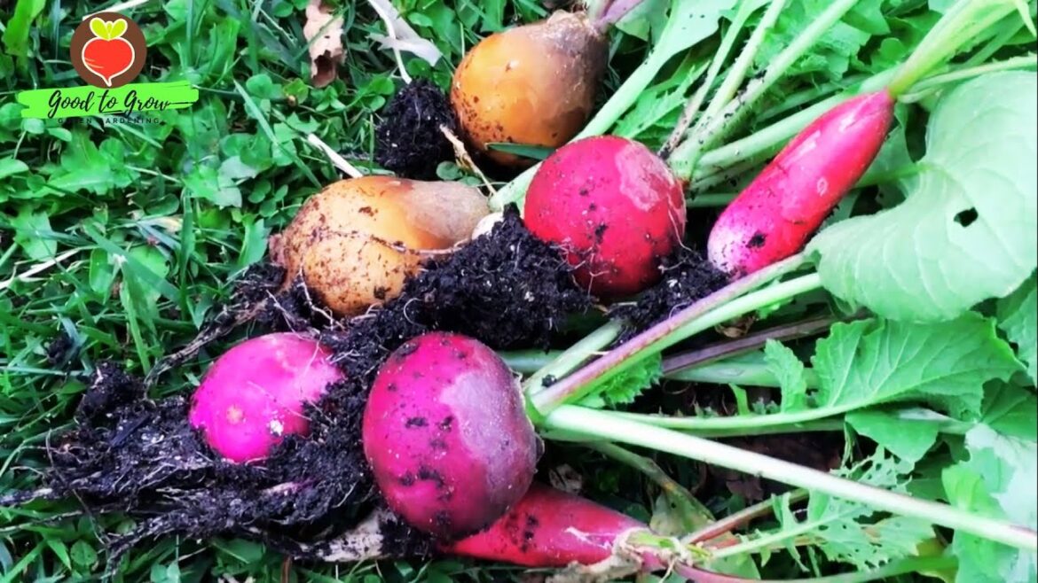 Boost Your Garden: 10 Reasons to Grow This Root Vegetable Boost Your Garden: 10 Reasons to Grow This Root Vegetable