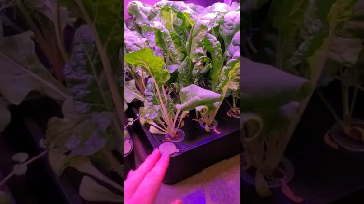 My #1 Tip For New Indoor Urban Gardeners 🥬🥬🥬 My #1 Tip For New Indoor Urban Gardeners 🥬🥬🥬