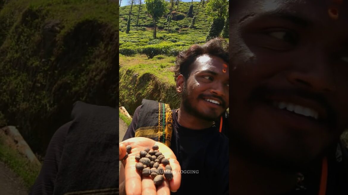 Kumily check post to vendipalayam | Tea Thota view | Way to sabarimala padhayatra from Hyderabad