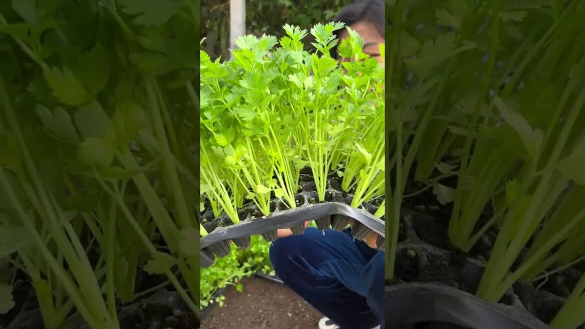 My growing garden and vegetable #shorts #garden #vegetable My growing garden and vegetable #shorts #garden #vegetable