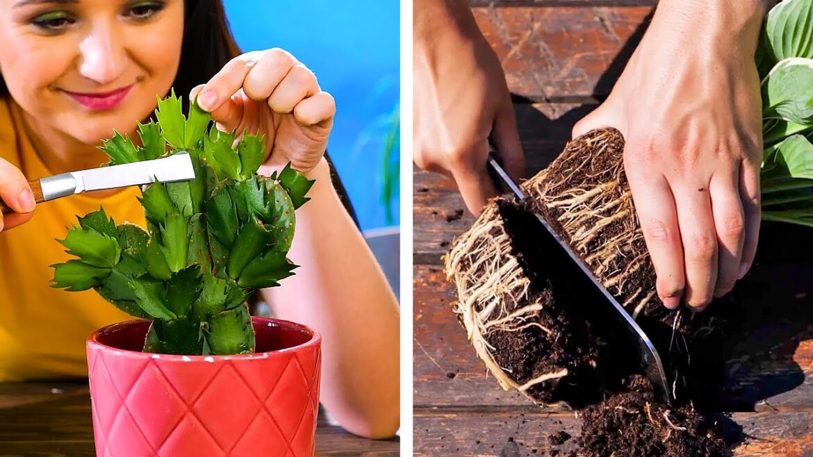 Smart Gardening Hacks And Tips To Grow Plants
