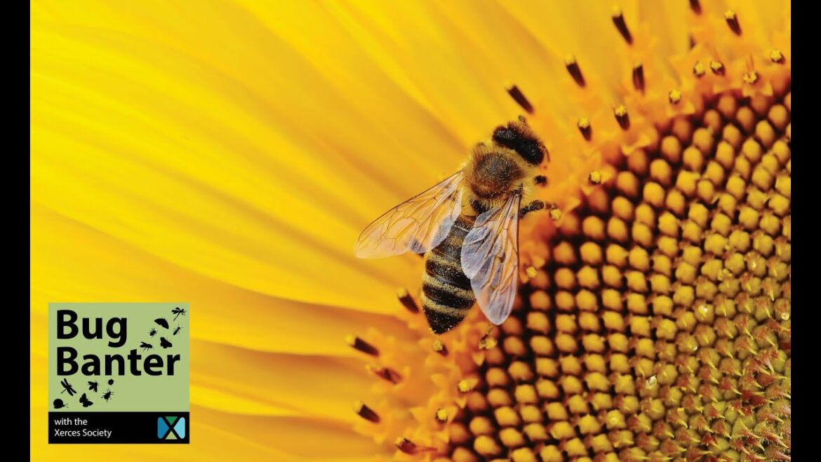 Saving the Bees: Why Honey Bees Are Not the Answer Saving the Bees: Why Honey Bees Are Not the Answer