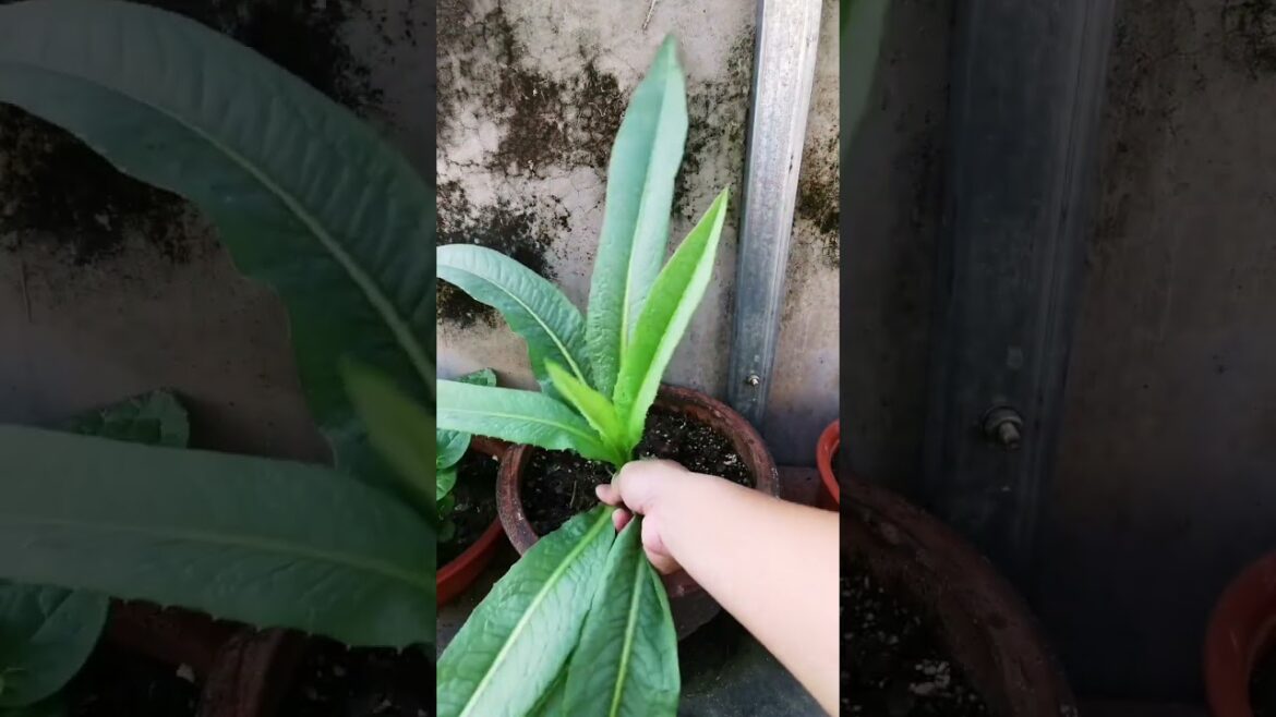 I  growing garden and vegetable by MeiMei  #shorts #garden #vegetable