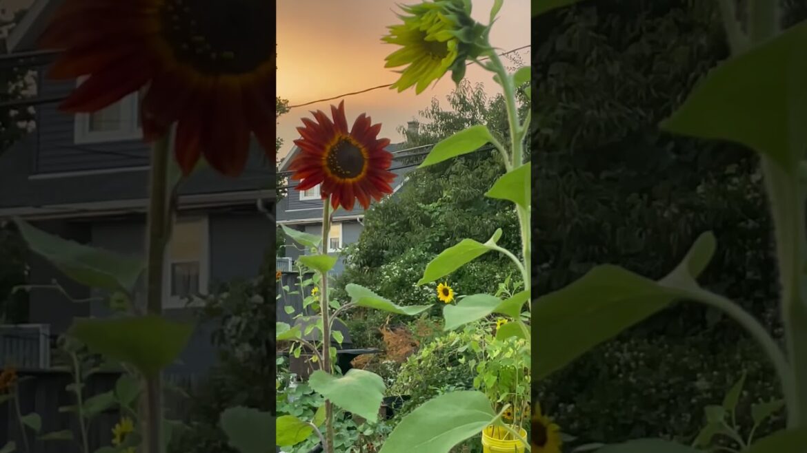 Sunflower in the sunset π» Beautiful Backyard Garden Update #shorts Sunflower in the sunset π» Beautiful Backyard Garden Update #shorts