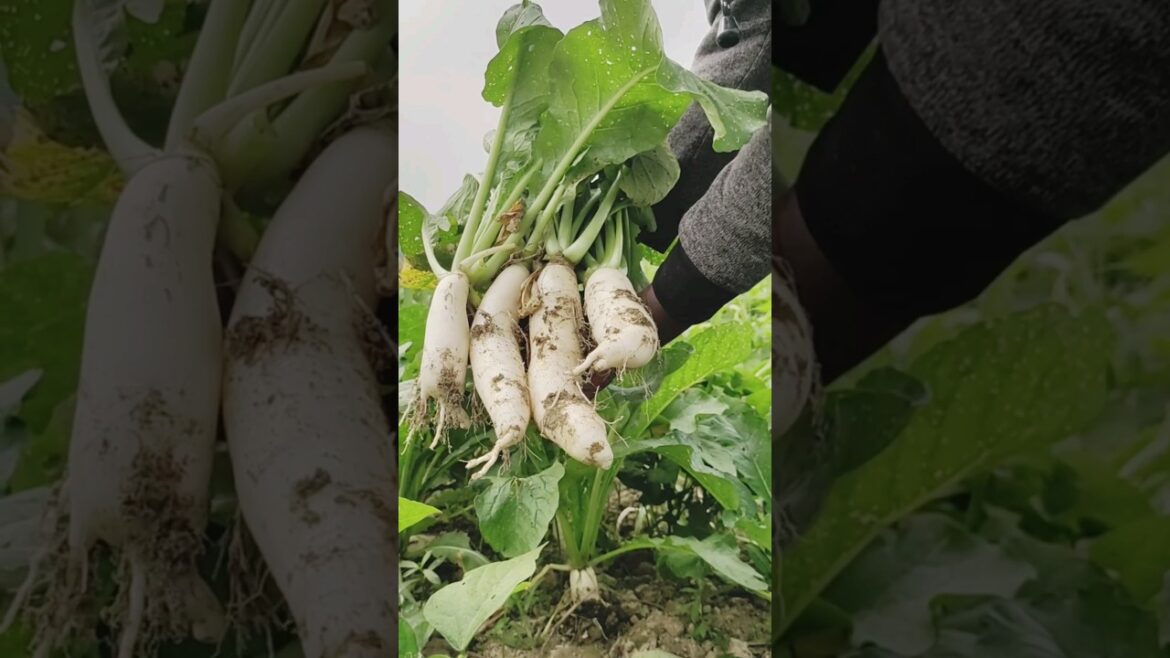 #radish #beautiful nature #radish #beautiful nature