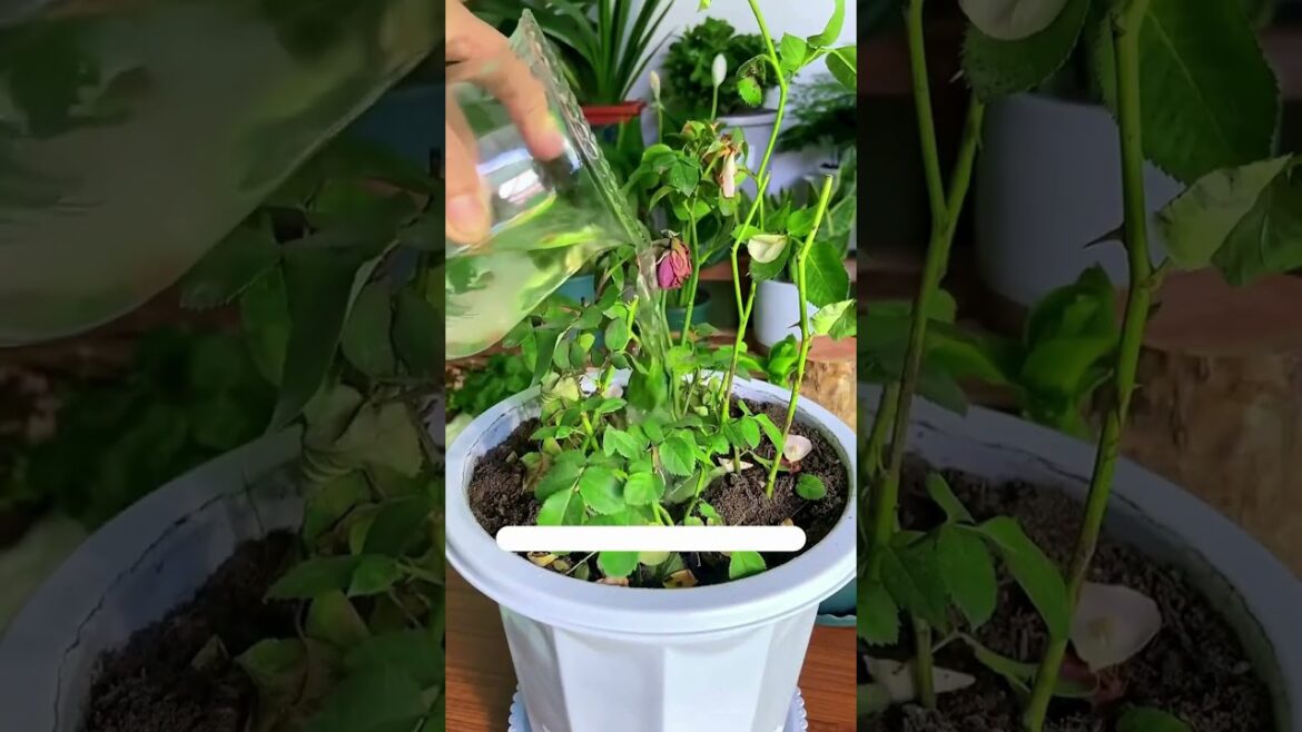 This beer garden tip will revitalize your plants!#houseplants #gardentips #indoorgardening
