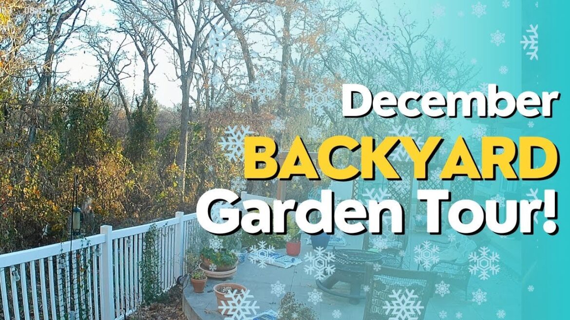 December Backyard Garden Tour!! North Texas Zone 8b Winter Garden December Backyard Garden Tour!! North Texas Zone 8b Winter Garden