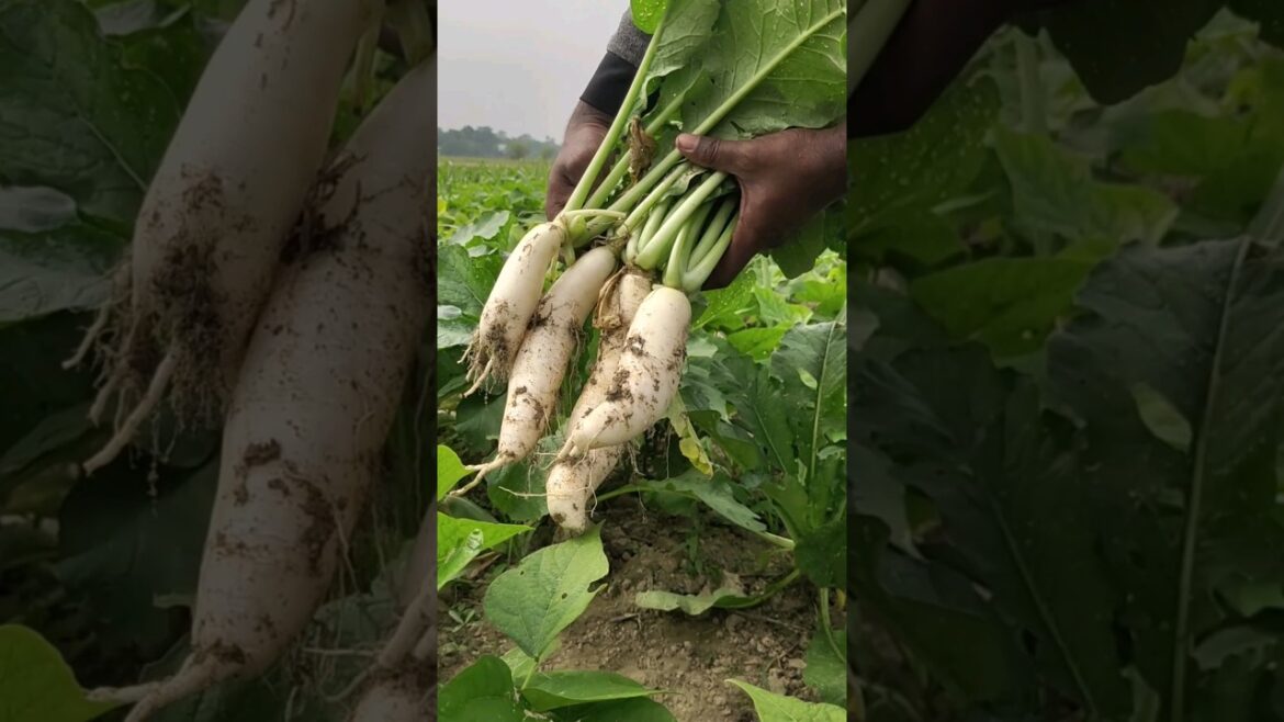 #beautiful nature #harvest