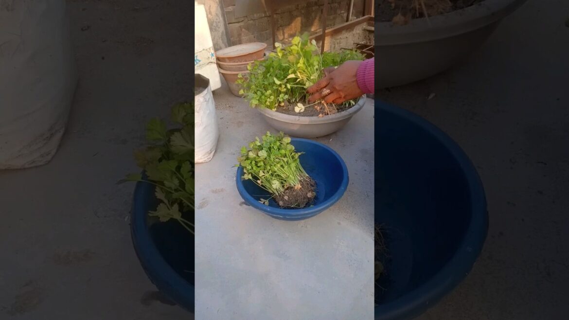 Harvesting Vegetables #shorts #shot #terrace #gardening