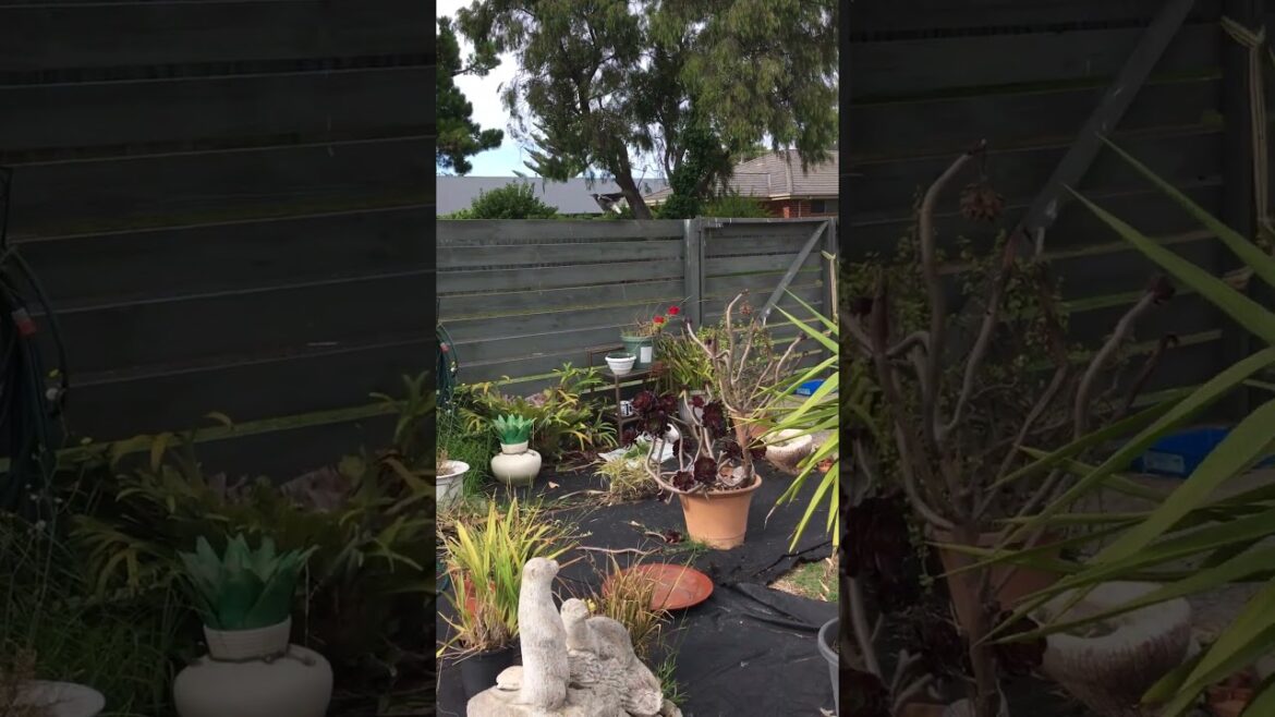 Birds in the front garden. #birds #australia #video
