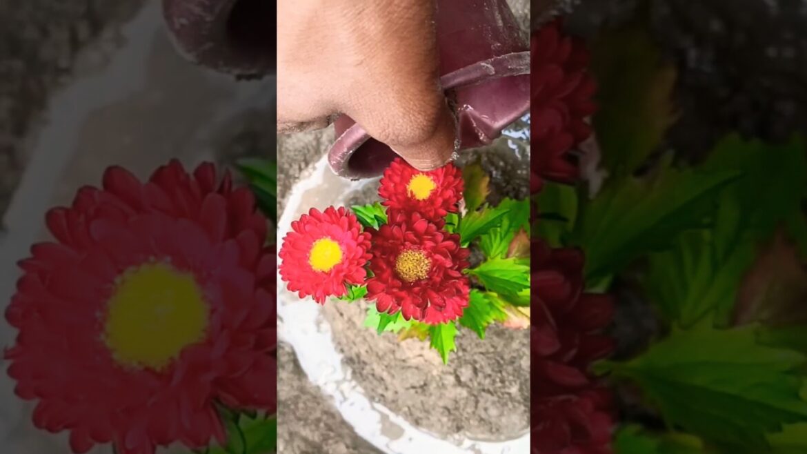 🌱 Plant💐#village#flowers #villagelife#plants#viral #flower#short#youtube #shorts#short#trend#daily 🌱 Plant💐#village#flowers #villagelife#plants#viral #flower#short#youtube #shorts#short#trend#daily