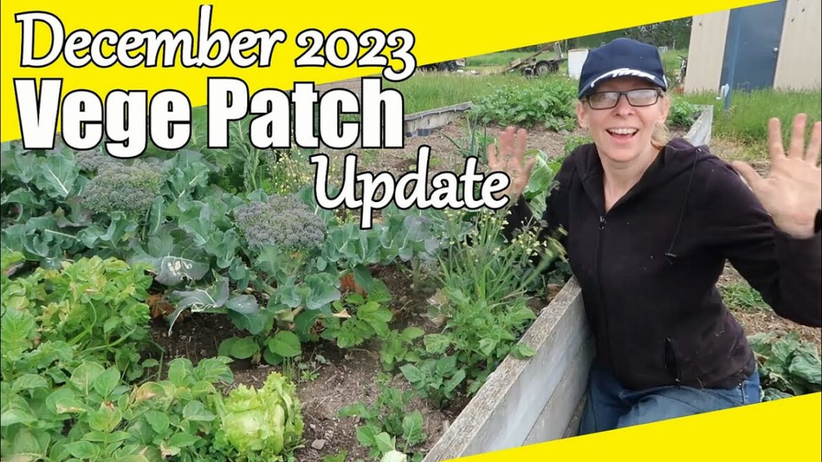 Vegetable Garden Update December 2023