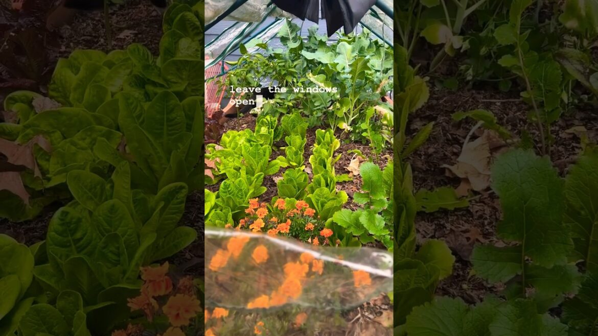 Home Gardening Tips – EPIC Greenhouse HACK For MASSIVE Winter Produce Yields Home Gardening Tips - EPIC Greenhouse HACK For MASSIVE Winter Produce Yields