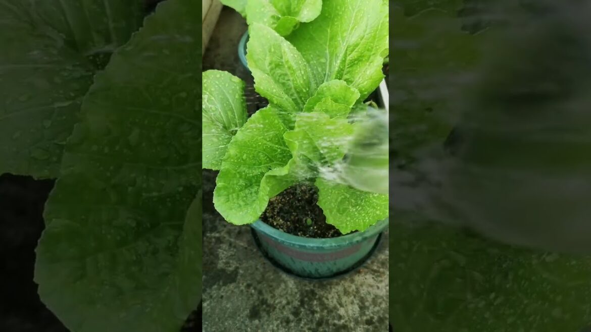happy with growing garden and vegetable by MeiMei  #shorts #garden #vegetable