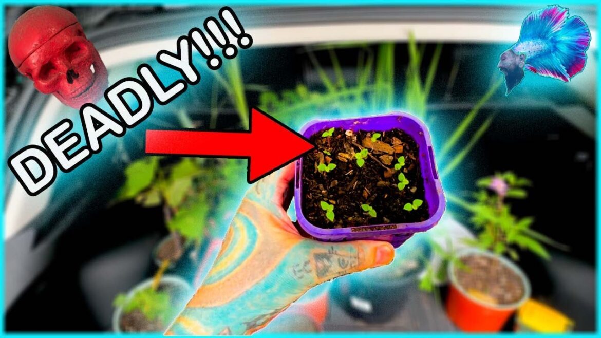 I Can't BELIEVE This MASTER GARDENER Got Me This PLANT!