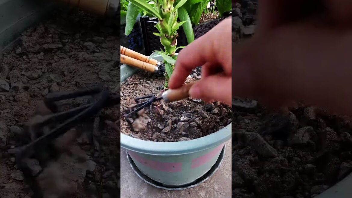 My growing garden and vegetable #shorts #garden #vegetable My growing garden and vegetable #shorts #garden #vegetable