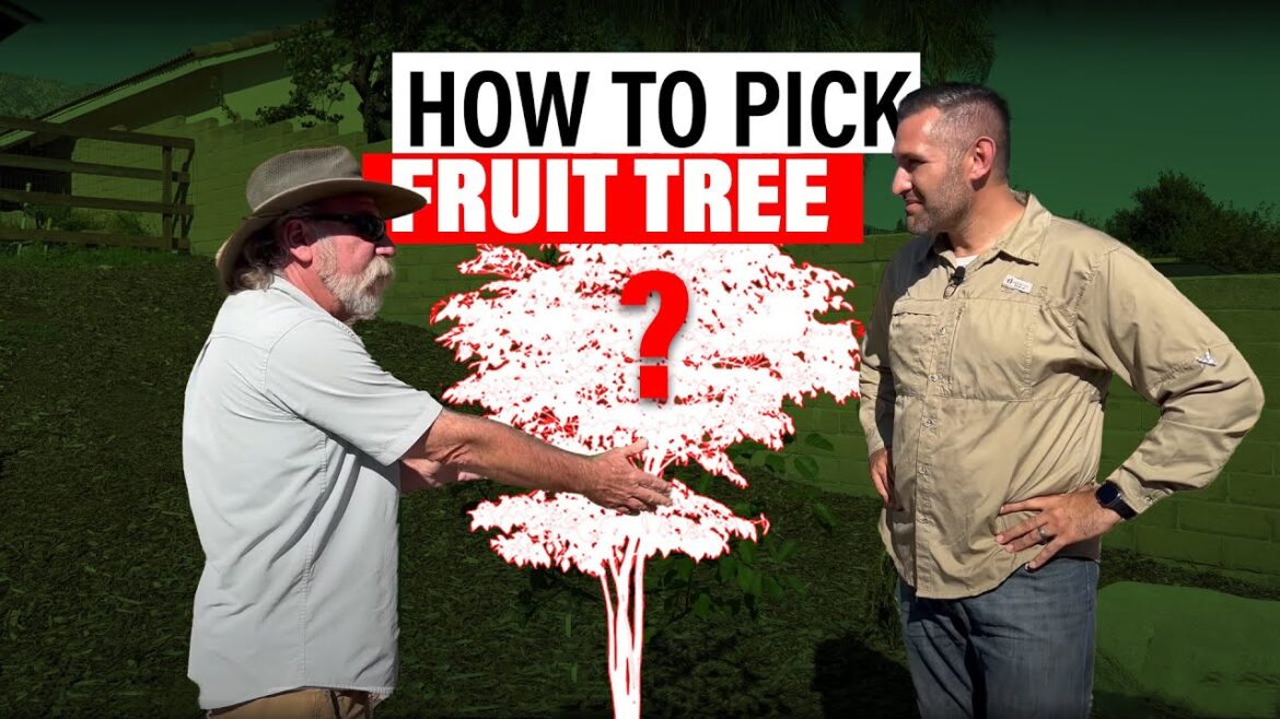 Choose the Perfect Fruit Tree at the Nursery: Essential Tips (w/ Tom Spellman) Choose the Perfect Fruit Tree at the Nursery: Essential Tips (w/ Tom Spellman)