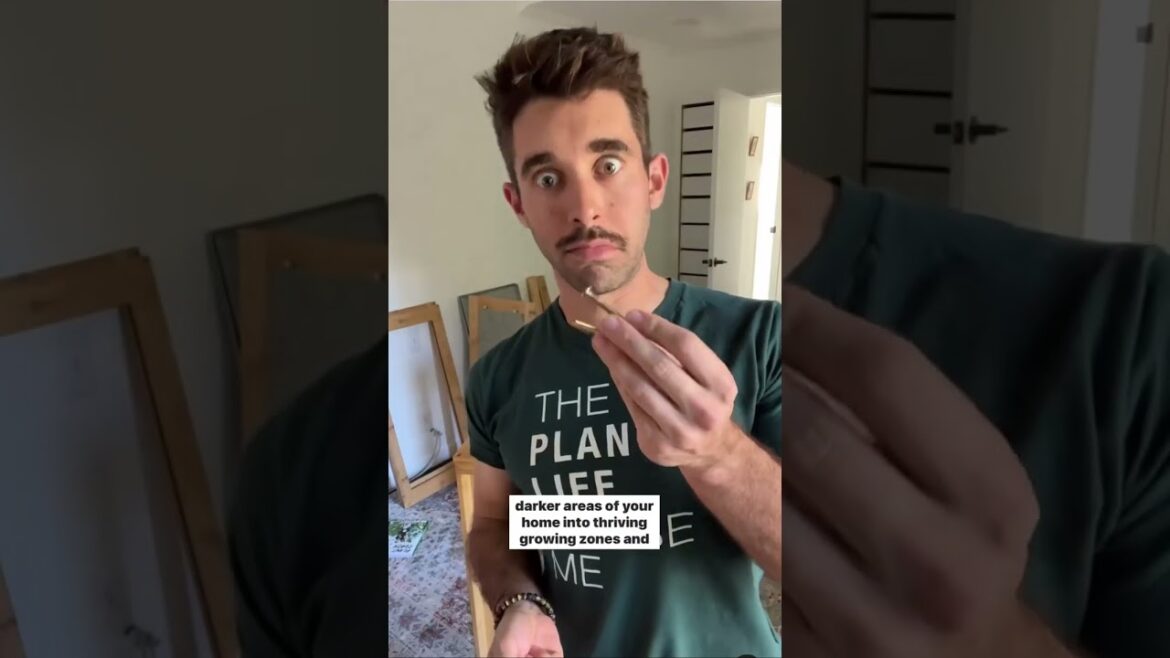 No Light? No Problem 🪴 No Light? No Problem 🪴