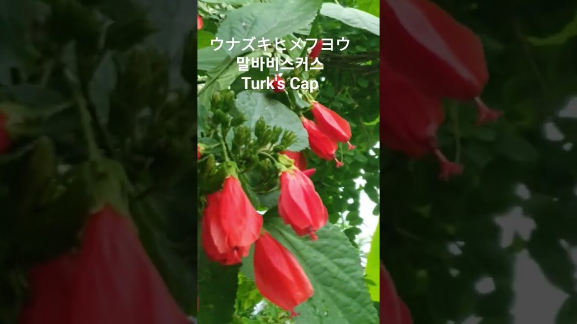 Malvaviscus arboreus/현령화/Sleeping Hibiscus/Turks Cap Hibiscus 꽃말: "아직도 못다한 사랑" #꽃이름 #edible #花の名前