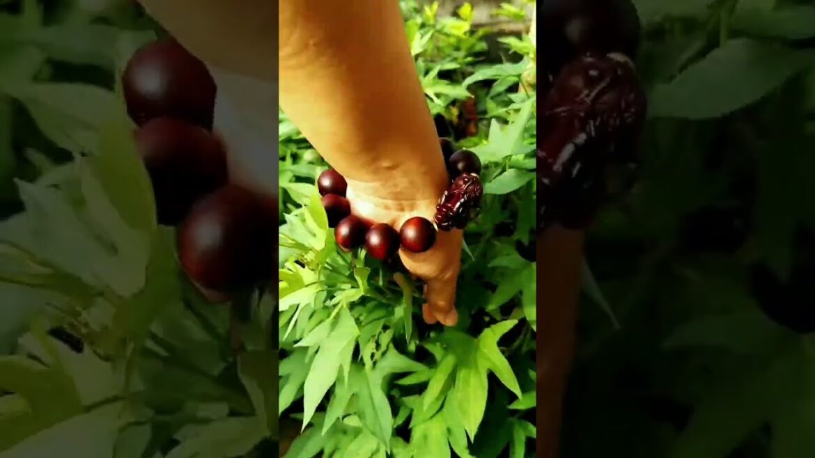 I  growing garden and vegetable by MeiMei  #shorts #garden #vegetable