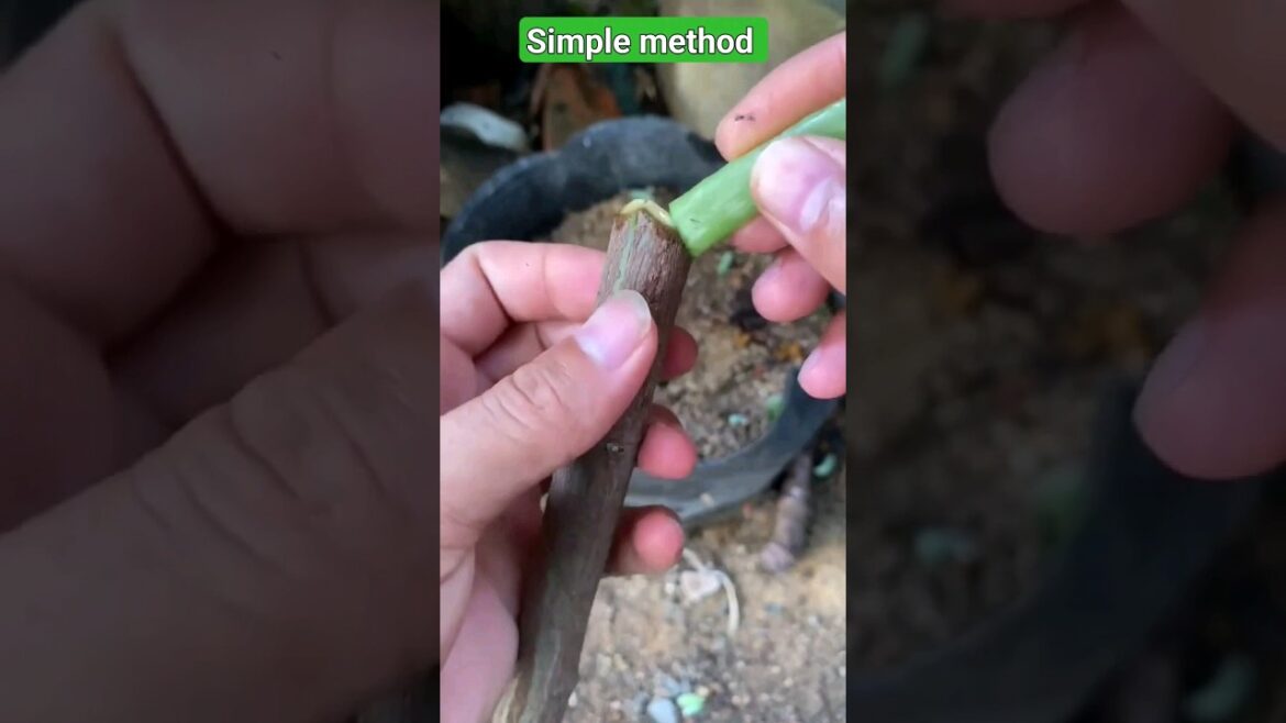 #rose plant growing tips #how to grow roseplants from cuttings #gardening #gardentips #shortsvideo