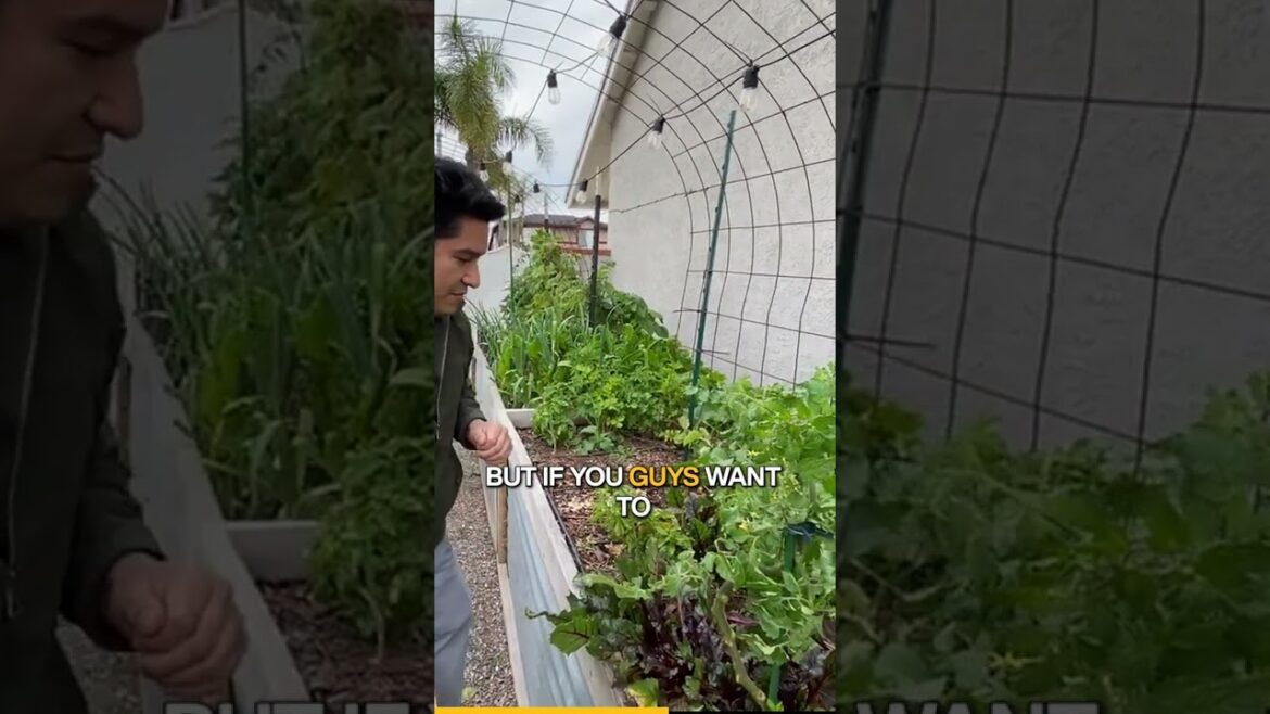 Backyard Garden Harvest | Growing Food at Home with DIY Tips!