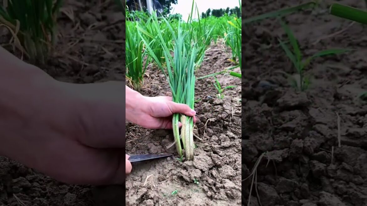 I  growing garden and vegetable by MeiMei  #shorts #garden #vegetable