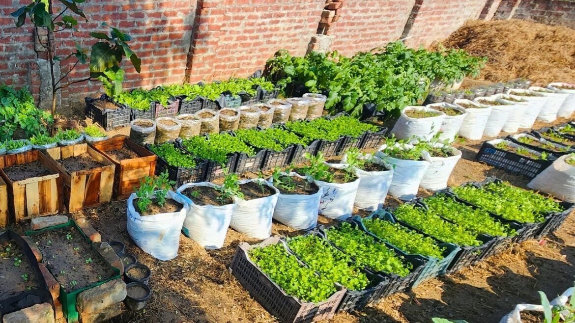 Growing vegetables in plastic storage containers