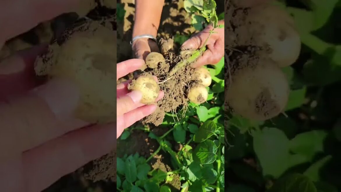 happy with growing garden and vegetable by MeiMei  #shorts #garden #vegetable