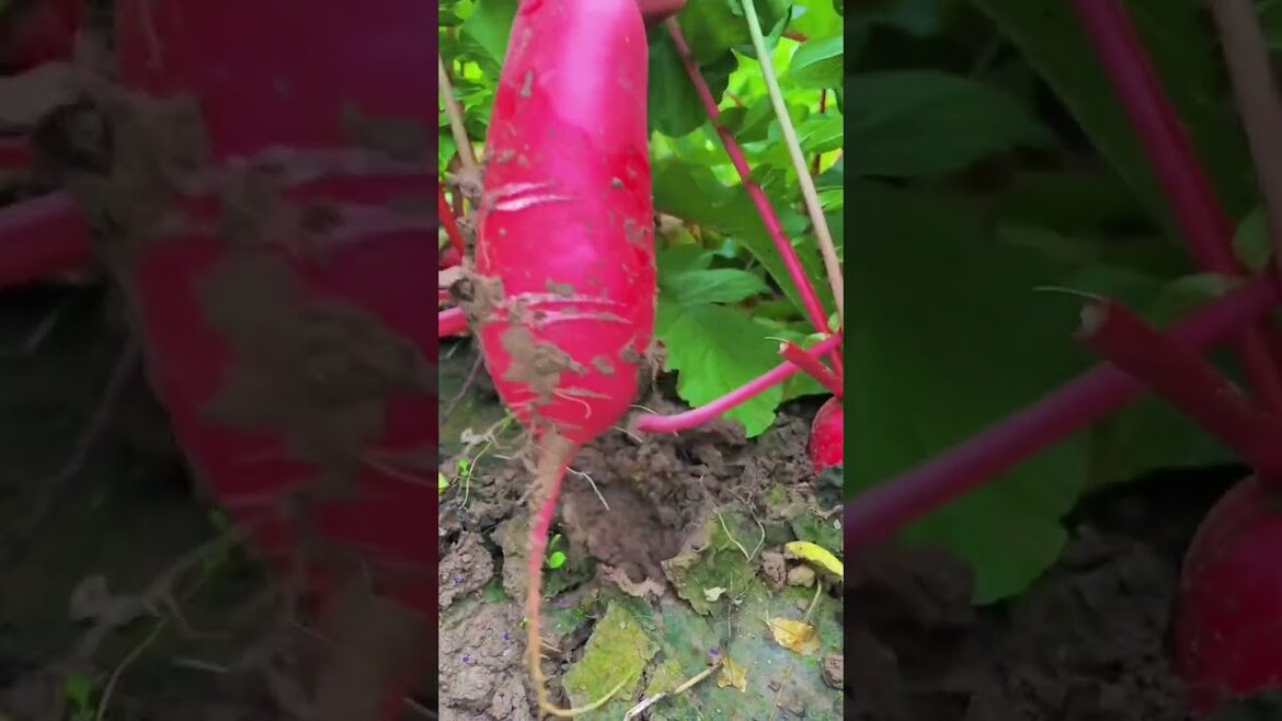 My growing garden and vegetable3 #shorts #garden #vegetable My growing garden and vegetable3 #shorts #garden #vegetable