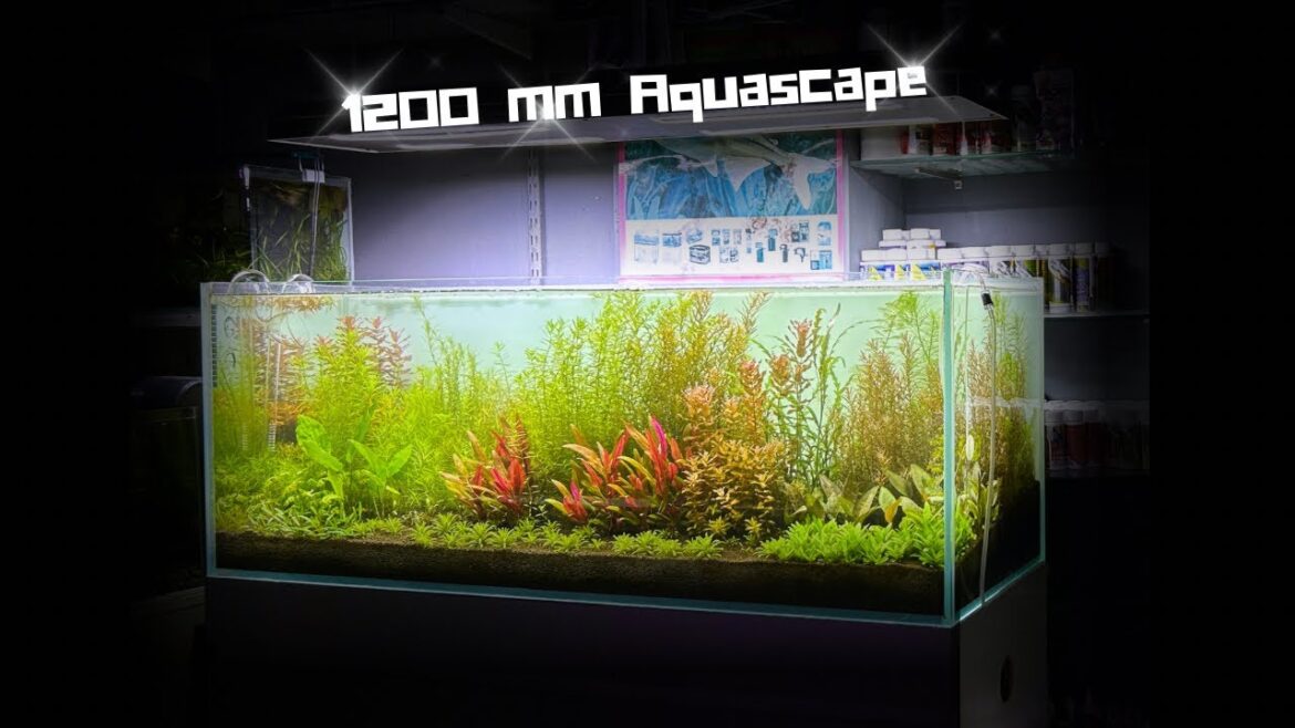 Creating a Serene Oasis: 1200mm Aquascape with lush greenery Creating a Serene Oasis: 1200mm Aquascape with lush greenery