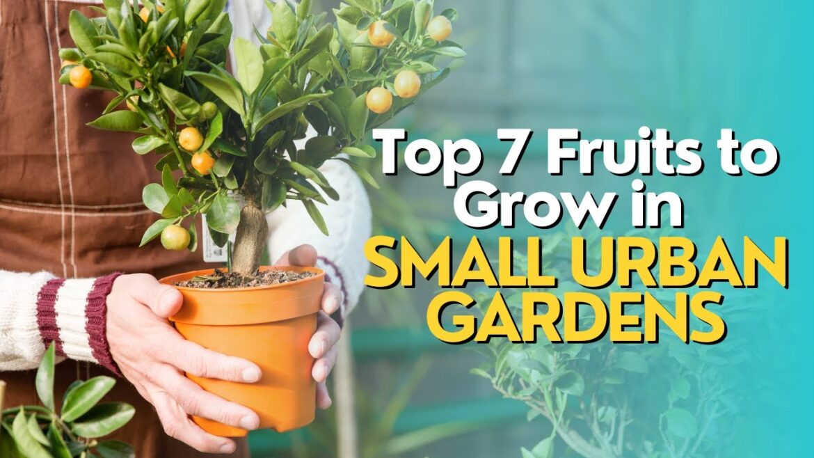 Top 7 Fruits to Grow in Small Urban Gardens