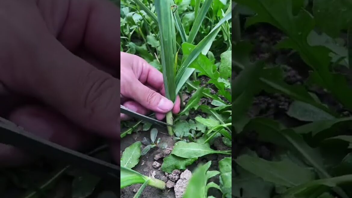 happy with growing garden and vegetable by MeiMei  #shorts #garden #vegetable