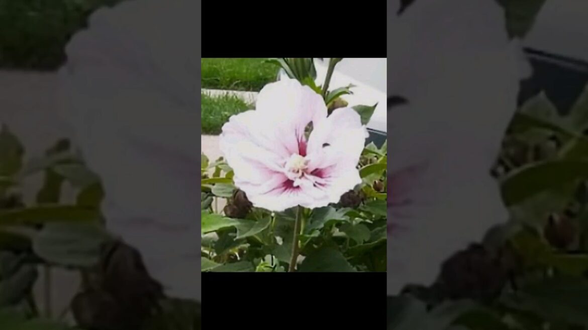 Garden Tips: PLANT ROSE OF SHARON!