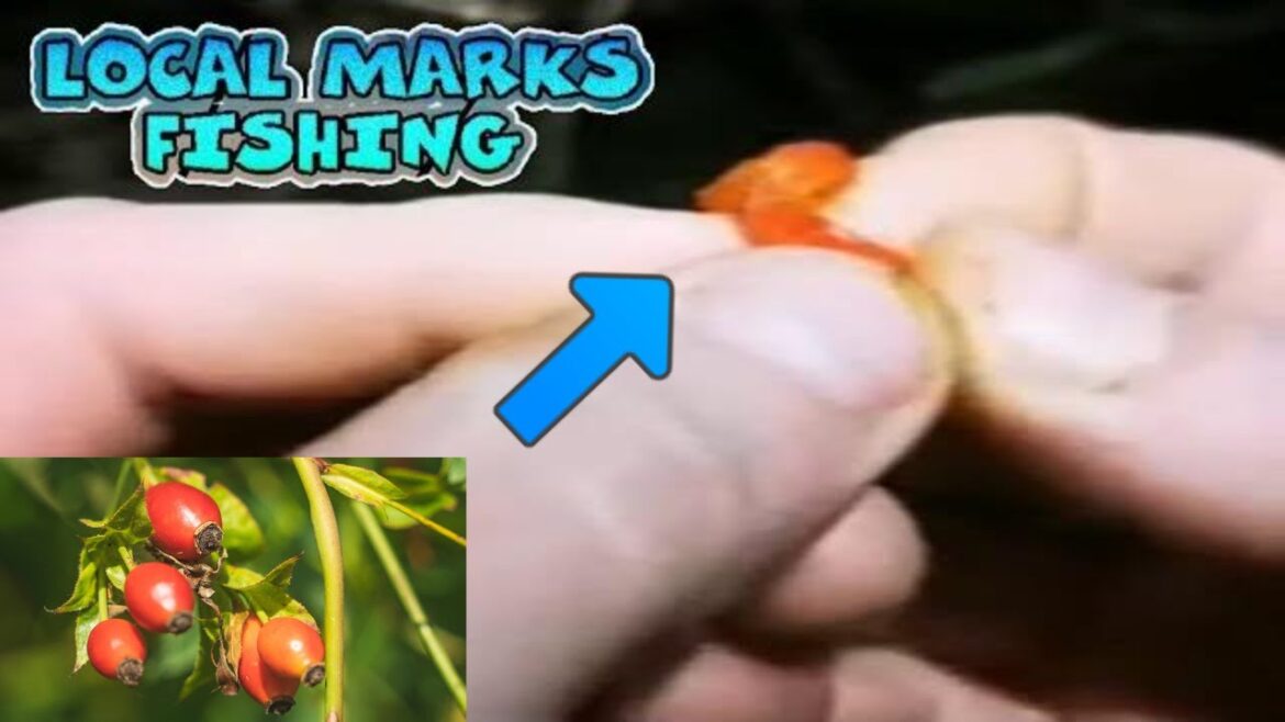 Check Out This Awesome Bushcraft Survival Guide On Foraging For Edible Dog Rose Hips (rosa Canina)! Check Out This Awesome Bushcraft Survival Guide On Foraging For Edible Dog Rose Hips (rosa Canina)!