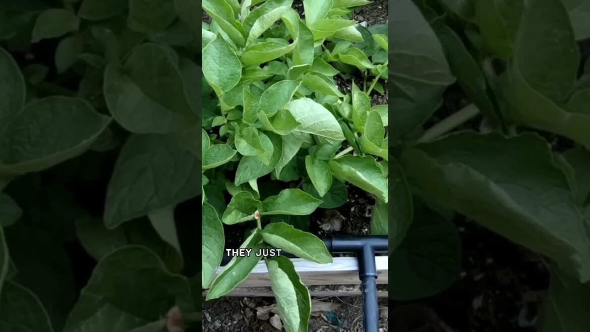 Parts of a Drip Irrigation System Explained! 🚰🌱 #Shorts