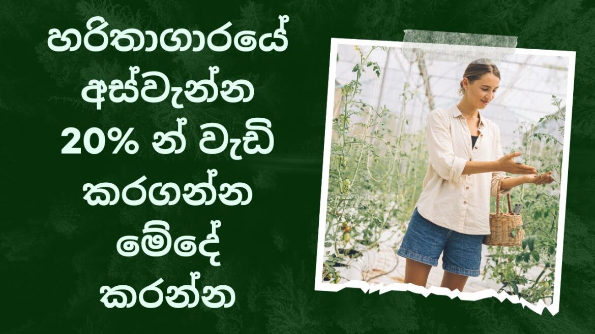 seeds,green house හරිතාගාරයක බිජ තවන් කිරිමේ දි ට්රේ තැටි භාවිතා කිරිමේ වාසි.#vegitable #seeds seeds,green house හරිතාගාරයක බිජ තවන් කිරිමේ දි ට්රේ තැටි භාවිතා කිරිමේ වාසි.#vegitable #seeds