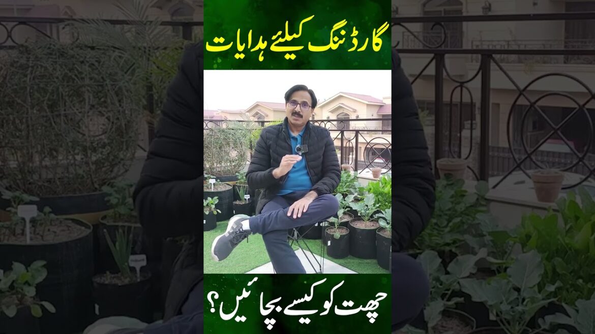Tips for proper Gardening || Gardening With Javed Iqbal Tips for proper Gardening || Gardening With Javed Iqbal