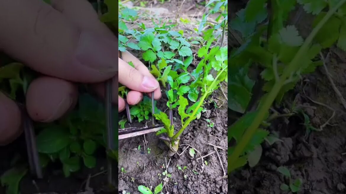 I growing garden and vegetable by MeiMei #shorts #garden #vegetable I growing garden and vegetable by MeiMei #shorts #garden #vegetable