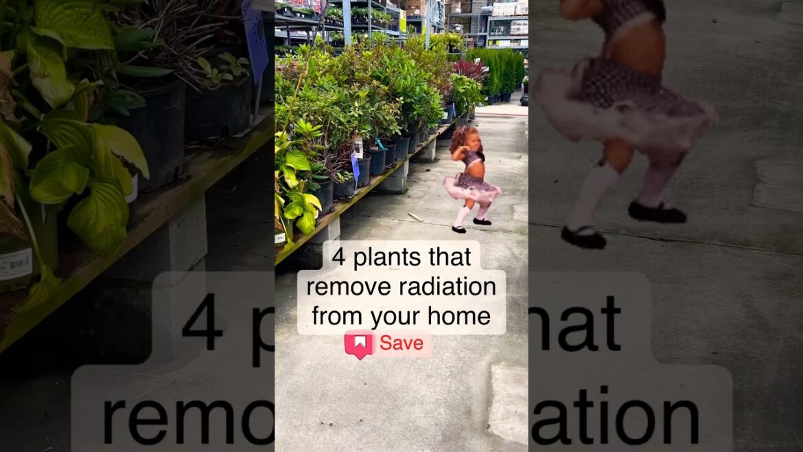 Home Gardening Tips – How To DETOXIFY Your AIR With These Four Special Plants! Home Gardening Tips - How To DETOXIFY Your AIR With These Four Special Plants!