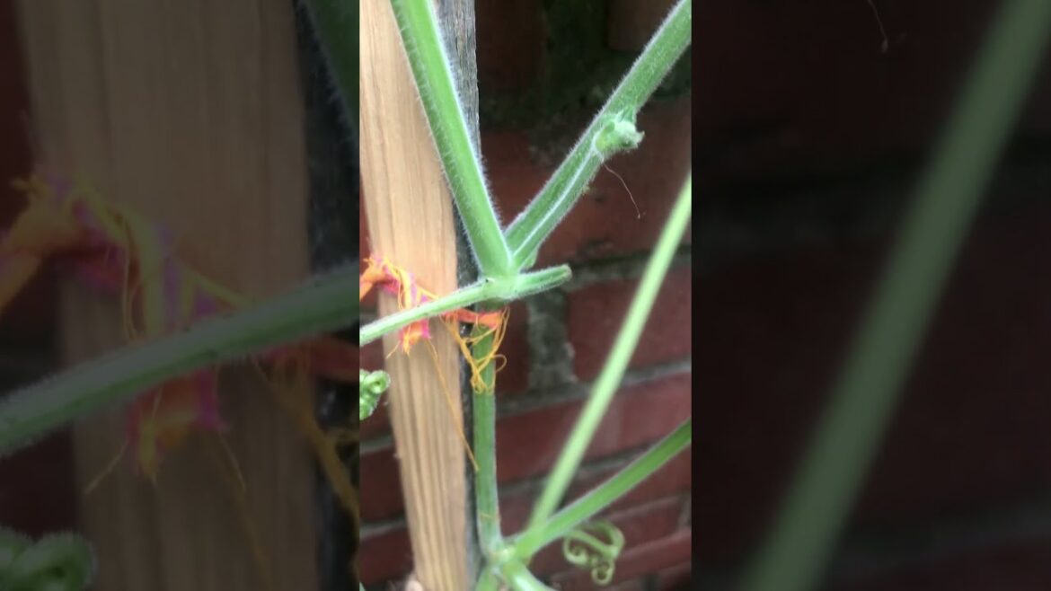 Grow your vegetable#dailyvlog #shortvideo