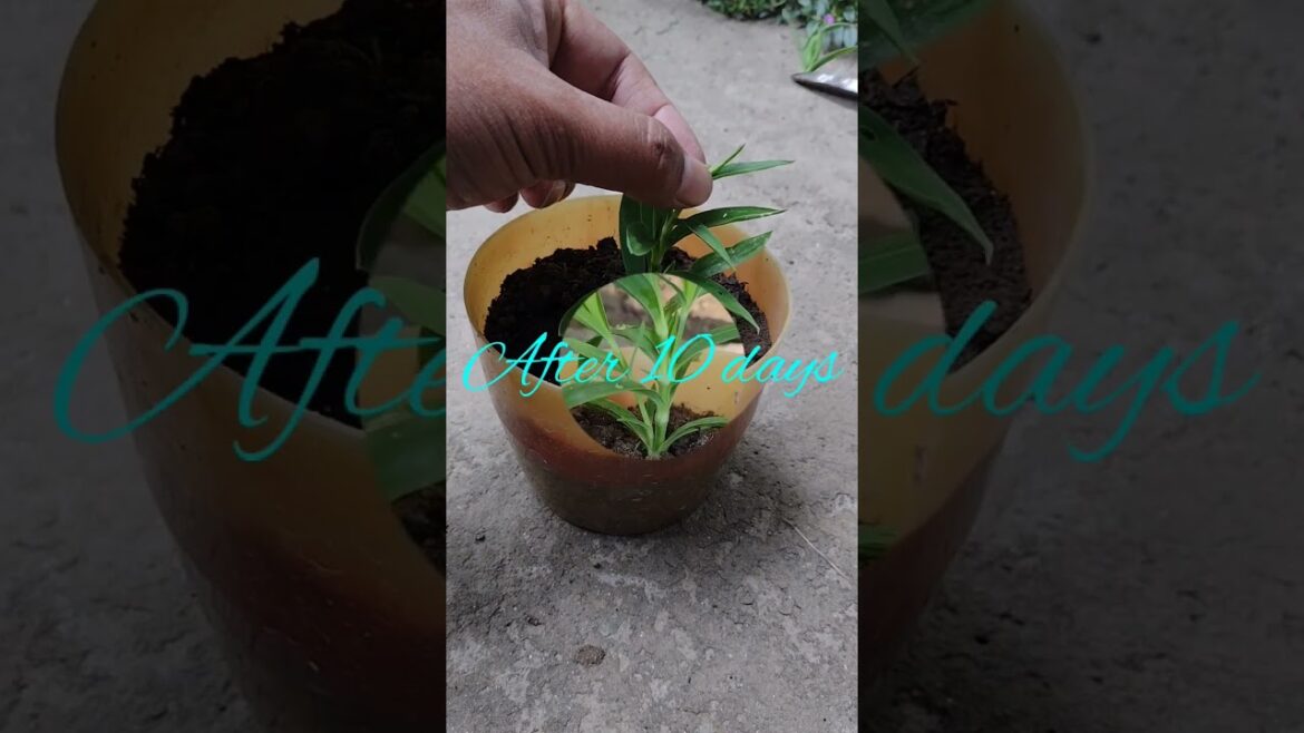 dianthus #gardening tips #plants #gardening advice #flowers  #gardening ideas #gardening tricks