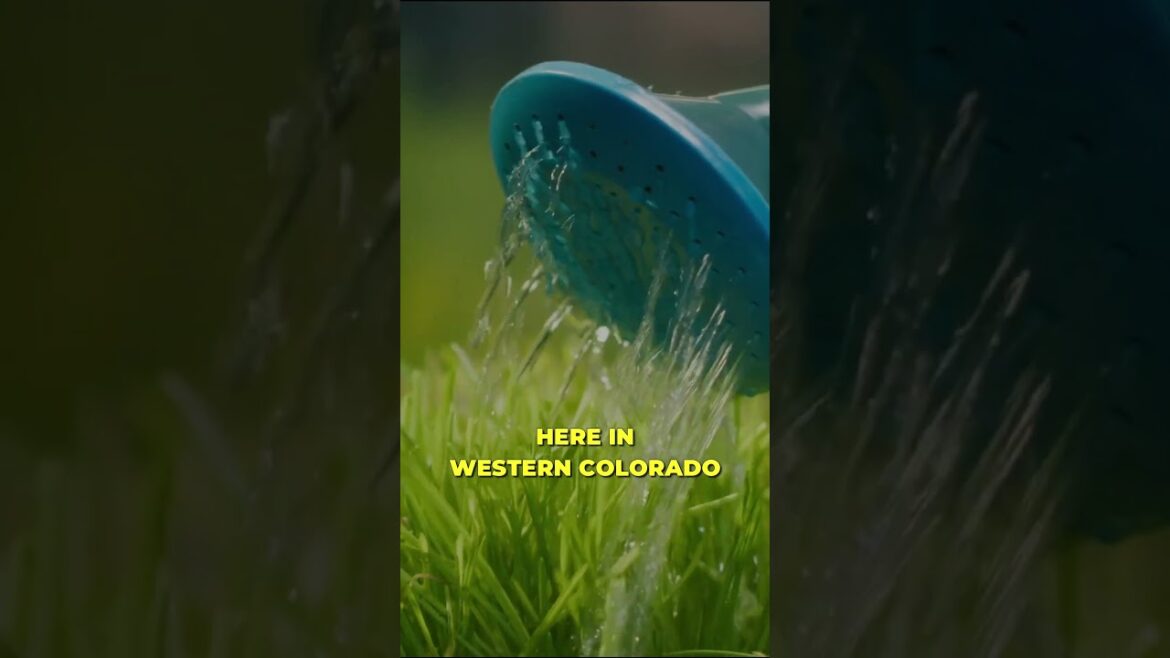 🌱 🔐 Unlocking Backyard Garden Success! 🌿 🏡 #shorts  @BuildASoil