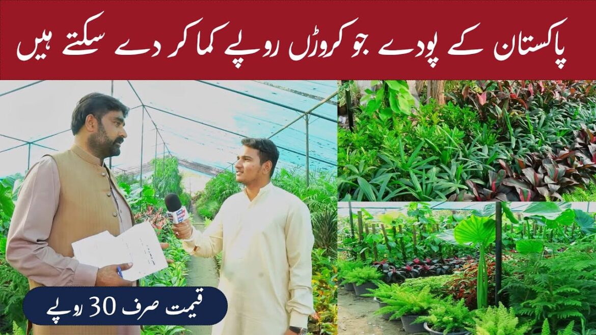 Pakistan k aisy pouday Jo ap ko Millions kama kr dayskty hayn | Affordable to Luxury Plants Pakistan k aisy pouday Jo ap ko Millions kama kr dayskty hayn | Affordable to Luxury Plants