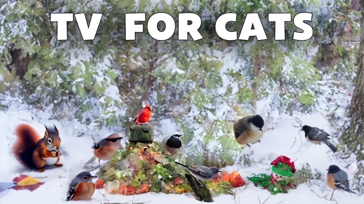 Birds Videos for Cats to Watch Christmas birds Fly Around in the Backyard & Relaxing Birds for Cats Birds Videos for Cats to Watch Christmas birds Fly Around in the Backyard & Relaxing Birds for Cats