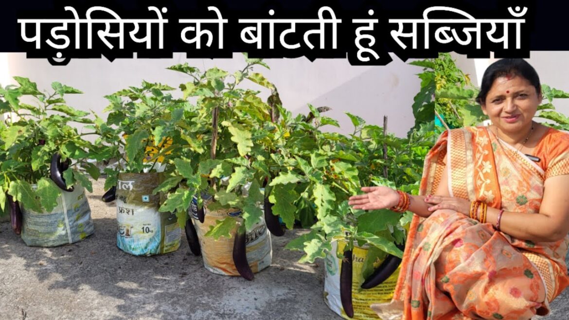 Terrace Vegetable Garden Tour || Chhat per Bagwani #Kitchengarden Terrace Vegetable Garden Tour || Chhat per Bagwani #Kitchengarden