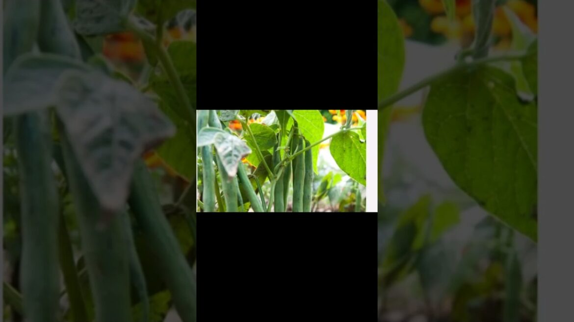 How to Grow Beans in Containers at Home! #shorts#ytshorts#viral#beans
