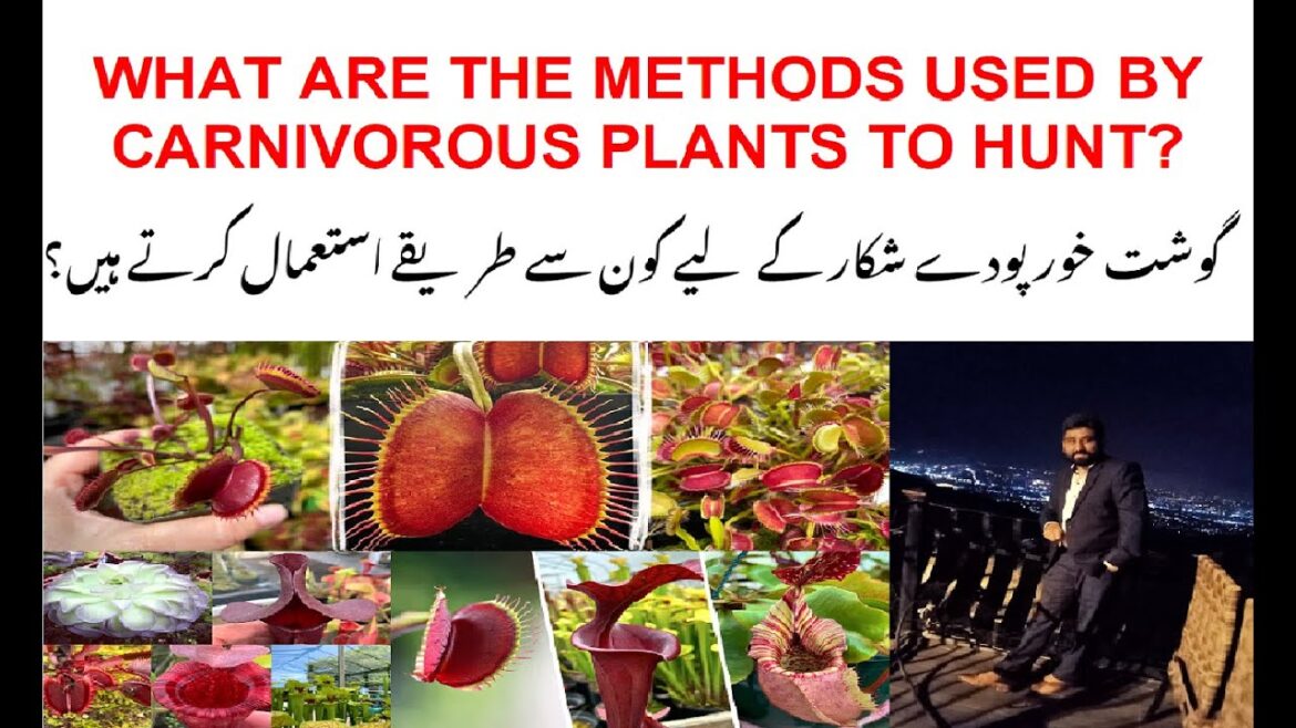 WHAT ARE THE METHODS USED BY CARNIVOROUS PLANTS TO HUNT گوشت خور پودے #carnivorousplants WHAT ARE THE METHODS USED BY CARNIVOROUS PLANTS TO HUNT گوشت خور پودے #carnivorousplants
